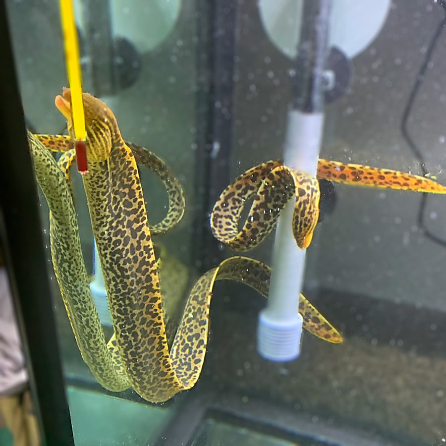 Premium Freshwater Tiger Moray Eels 14-16" (Gymnothorax Polyuranodon)