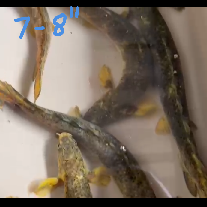Xanthic Marble Senegalus Bichir – ExoticFishGuy