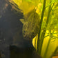 lapradei bichir