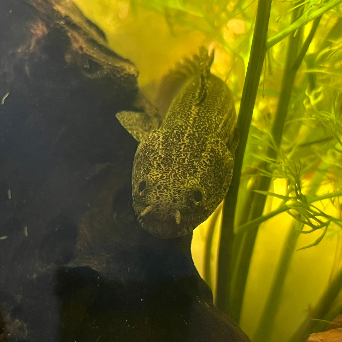 lapradei bichir