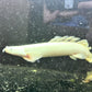 Platinum Longfin Senegalus Bichir 6-7” Grade A