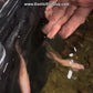 Albino Super Longfin Bichir