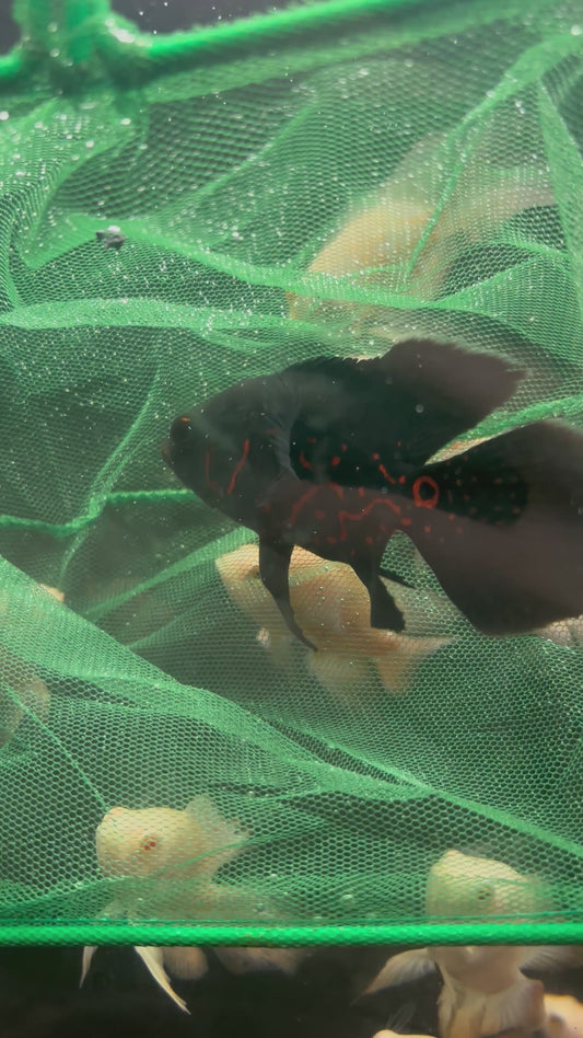 Longfin Tiger Oscar Premium Grade