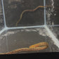 Baby Freshwater Tiger Moray Eels (Gymnothorax Polyuranodon) 5-6”