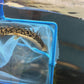 Premium Bar Delhezi Bichir