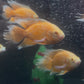 Orange Longfin Oscar