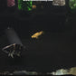 Shortbody Xanthic Marbled Senegal Bichir