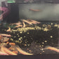 Albino Super Longfin Bichir