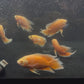 Orange Longfin Oscar