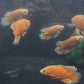 Orange Longfin Oscar