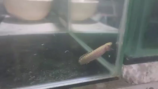 PREORDER Platinum Ornate Bichir