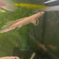 Shortbody Longfin Albino Senegalus Bichir