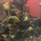 Lemon Copper Longfin Oscar
