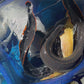 Fire Eels (Mastacembelus erythrotaenia)