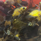 Lemon Copper Longfin Oscar