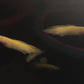 Shortbody Albino Senegalus Bichir 3-4"