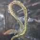 Baby Tiger Moray Eels (Gymnothorax Polyuranodon) 5-6”