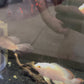 Platinum Designer Tip Longfin Oscar