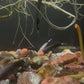 Panda Spotted Ghost Knifefish Super Rare 3”