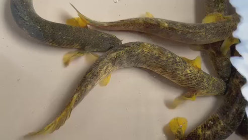 Xanthic Marbled Senegalus Bichir – ExoticFishGuy