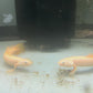 Golden Longfin Senegalus Bichir