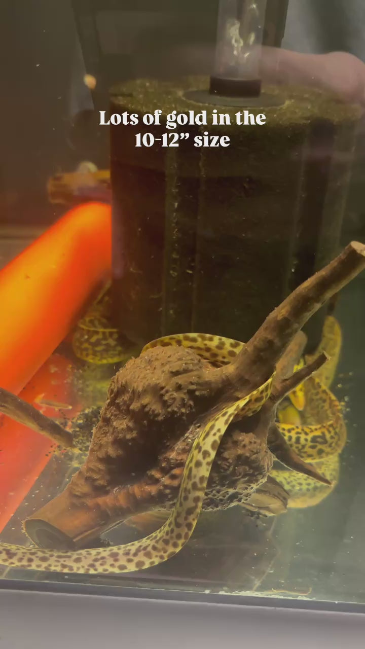 ALL FISH – ExoticFishGuy