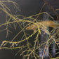 Shortbody Xanthic Marbled Senegal Bichir