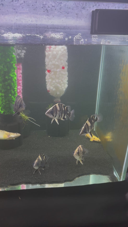 Soda Bottle Bio Tumbler Adapter for Sponge Filter