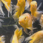 Longfin Lemon Oscar (White Fin) (Red Eye) SUPER RARE