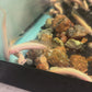 Albino Super Longfin Bichir