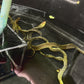 Freshwater Tiger Moray Eels 17-18" (Gymnothorax Polyuranodon)