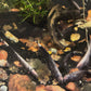 Panda Spotted Ghost Knifefish Super Rare