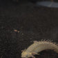 Golden/Platinum Color Morph Shortbody Ornate Bichir