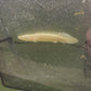 Platinum Endlicheri Bichir