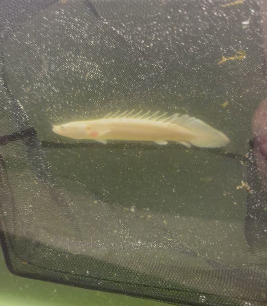 Platinum Endlicheri Bichir