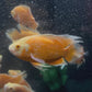 Orange Longfin Oscar