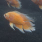 Orange Longfin Oscar