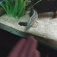 Fire Eels (Mastacembelus erythrotaenia)