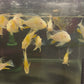 Albino Threadfin Acara
