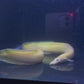 Xanthic Yellow Fire Eel