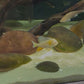Albino Threadfin Acara