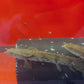 Longfin Endlicheri Bichir