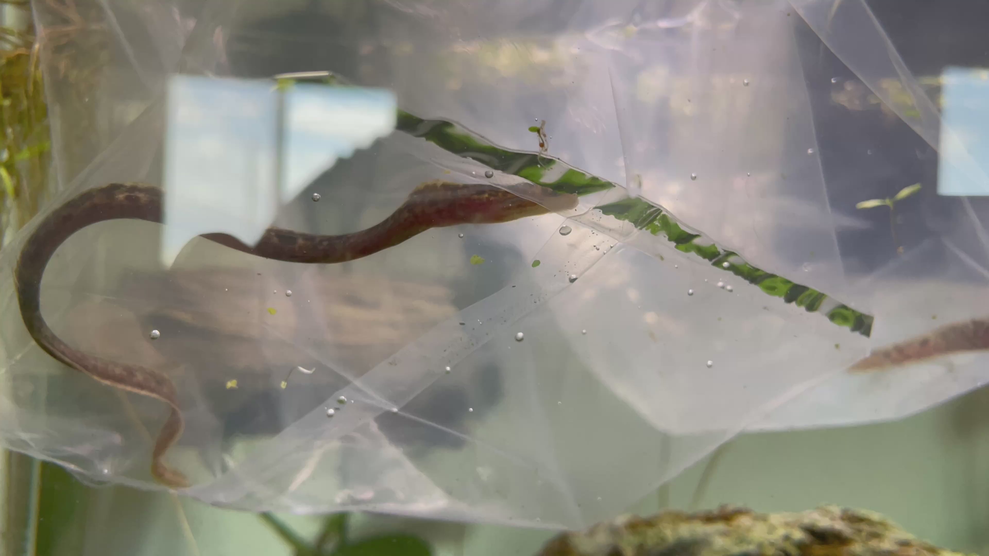 ALL FISH – ExoticFishGuy