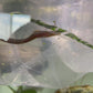 Baby Freshwater Tiger Moray Eels (Gymnothorax Polyuranodon) 5-6”