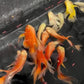 Longfin Red Chilli Oscar (SUPER RARE)
