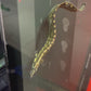 Unicolor Eel