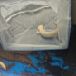 Platinum Endlicheri Bichir