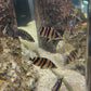 Mix Bar Sumatra Datnoid