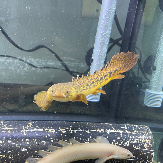 Teugelsi Bichir