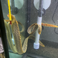 Large Freshwater Tiger Moray Eels 20"+